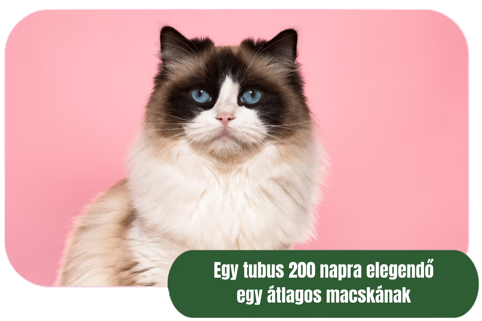 Egy 4kg-os macskának 250 napig is elég!